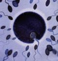afbeelding van een eitje waarin een spermacel binnendringt